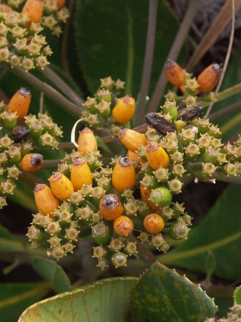 Apiopetalum 2