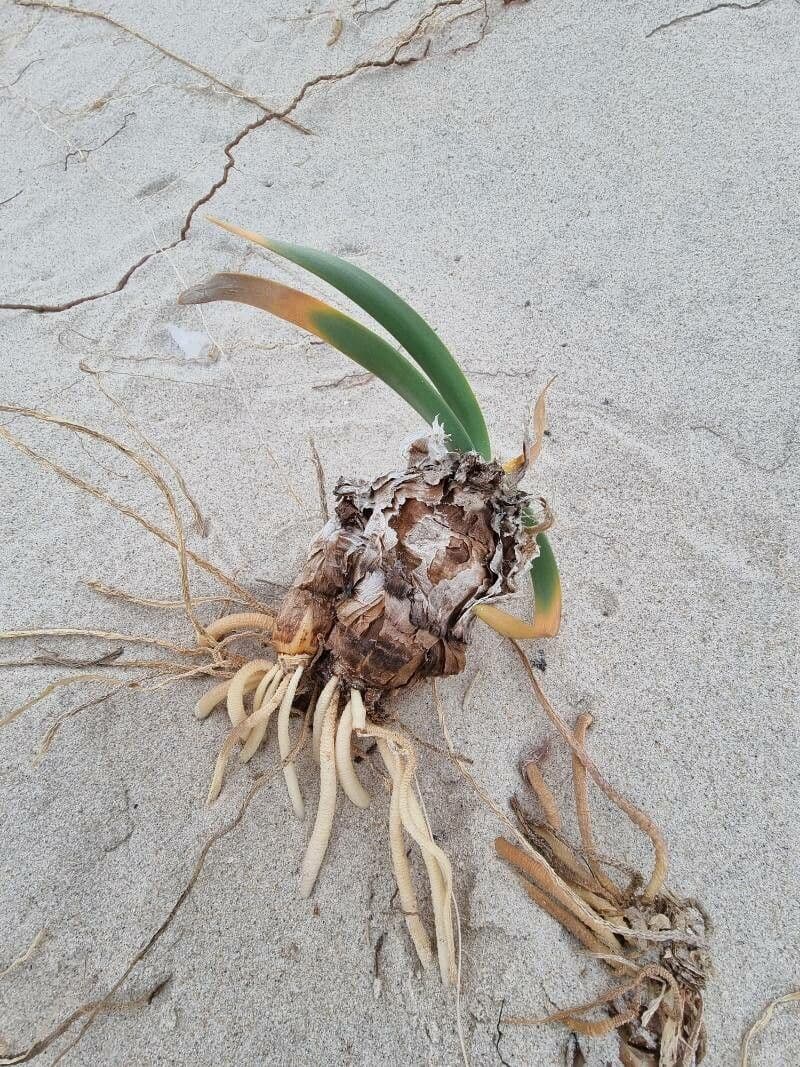 Pankracjum nadmorskie 14