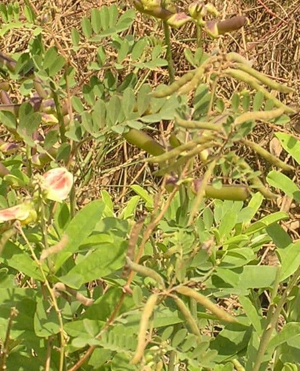 Tephrosia