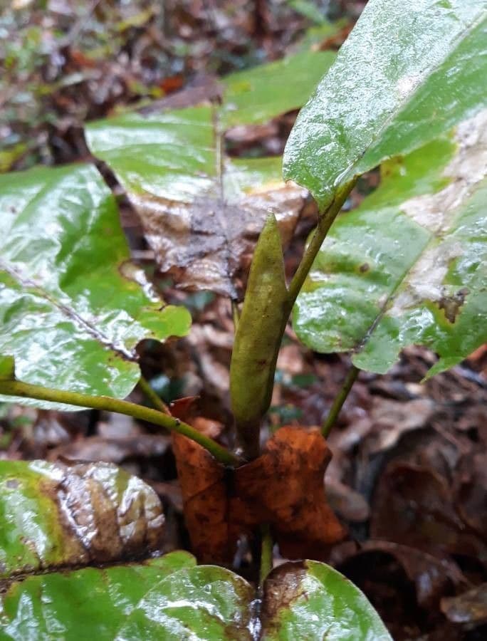 Magnolia à grandes feuilles 26