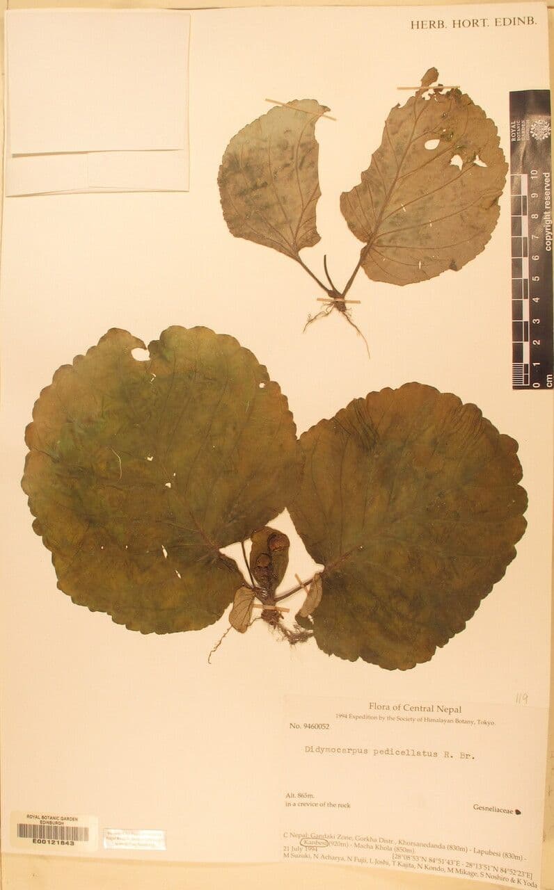 Didymocarpus 13