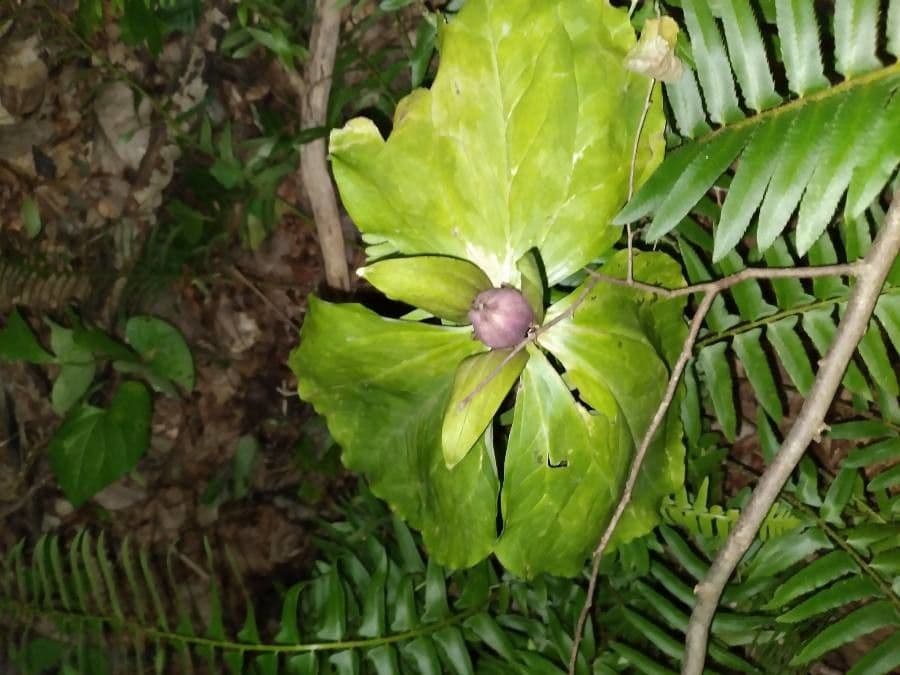 Trillio sessile