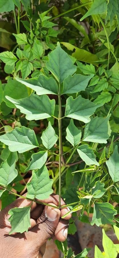 Millingtonia 8