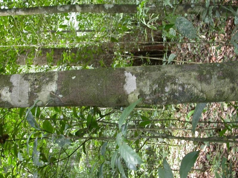 Cassipourea 14