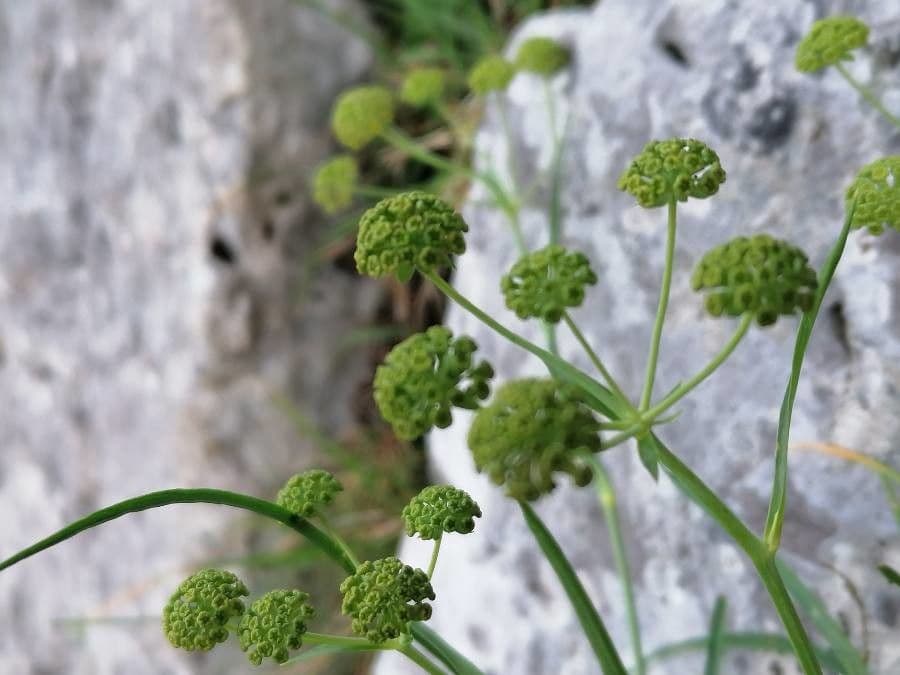 Bupleuro dei sassi 15
