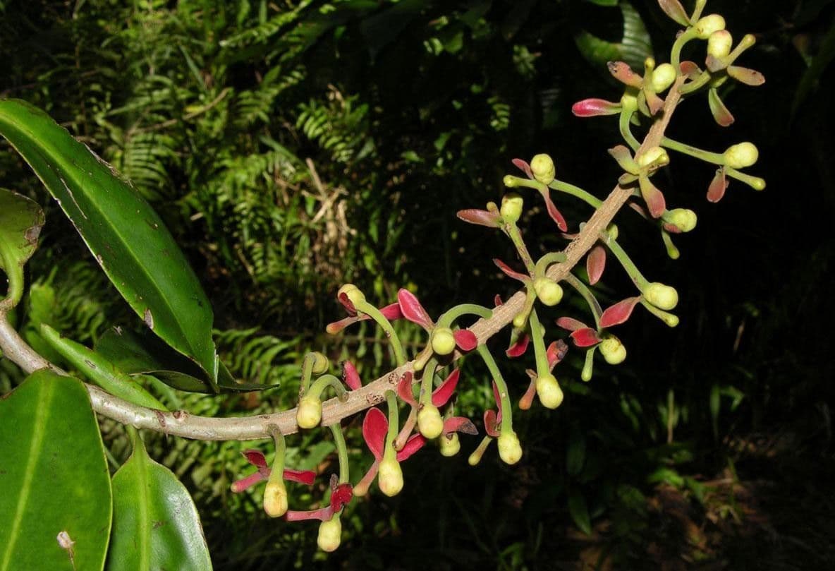 Souroubea 19