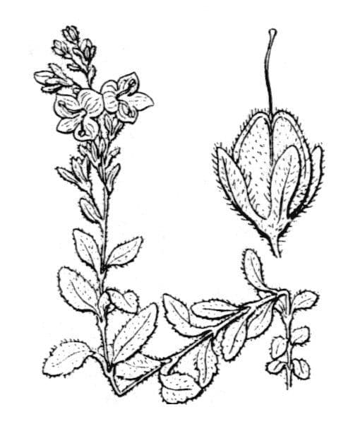 Veronica fruticulosa 22