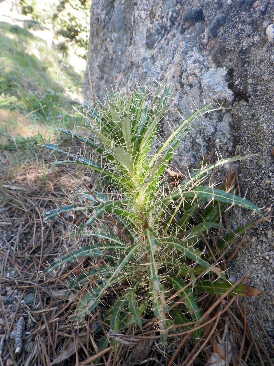 Ptilostemon casabonae 15