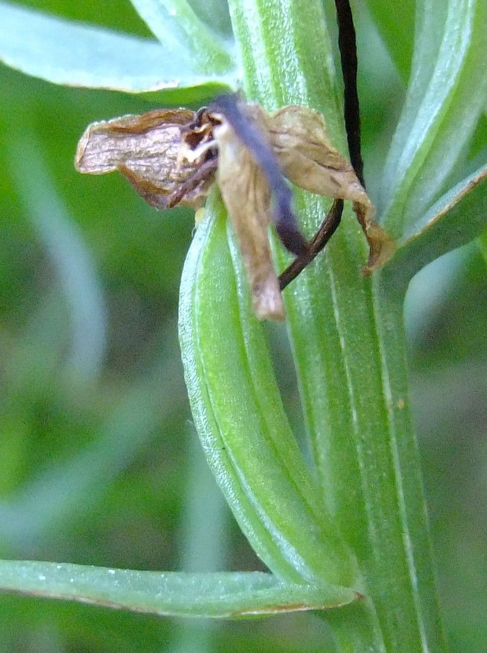 Platantera verdastra 3