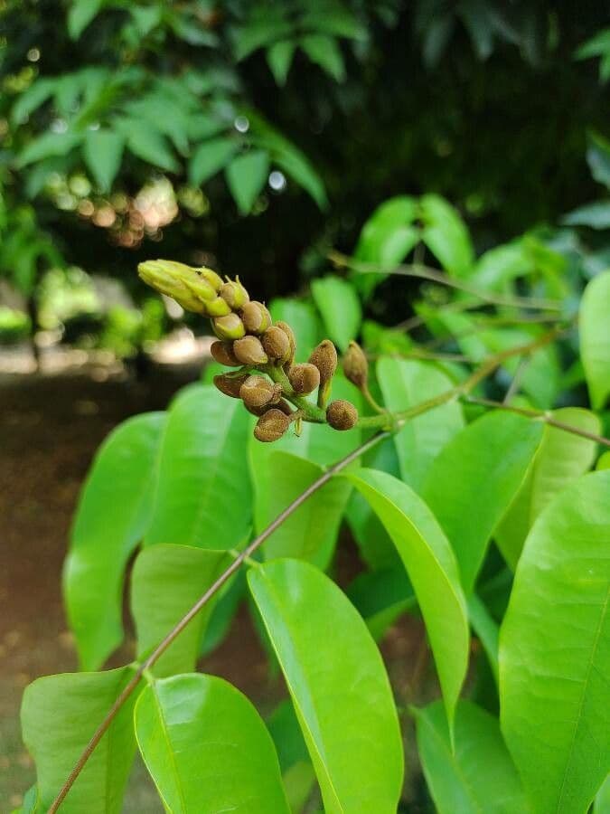 Cenostigma 12
