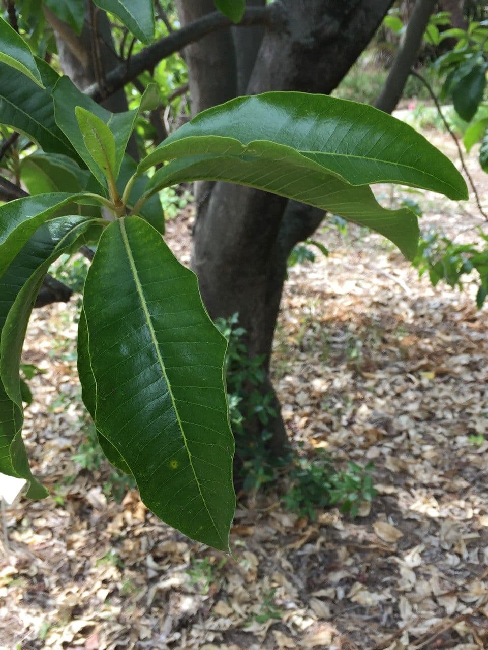 Calodendrum 27