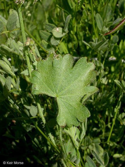 Sidalcea 7