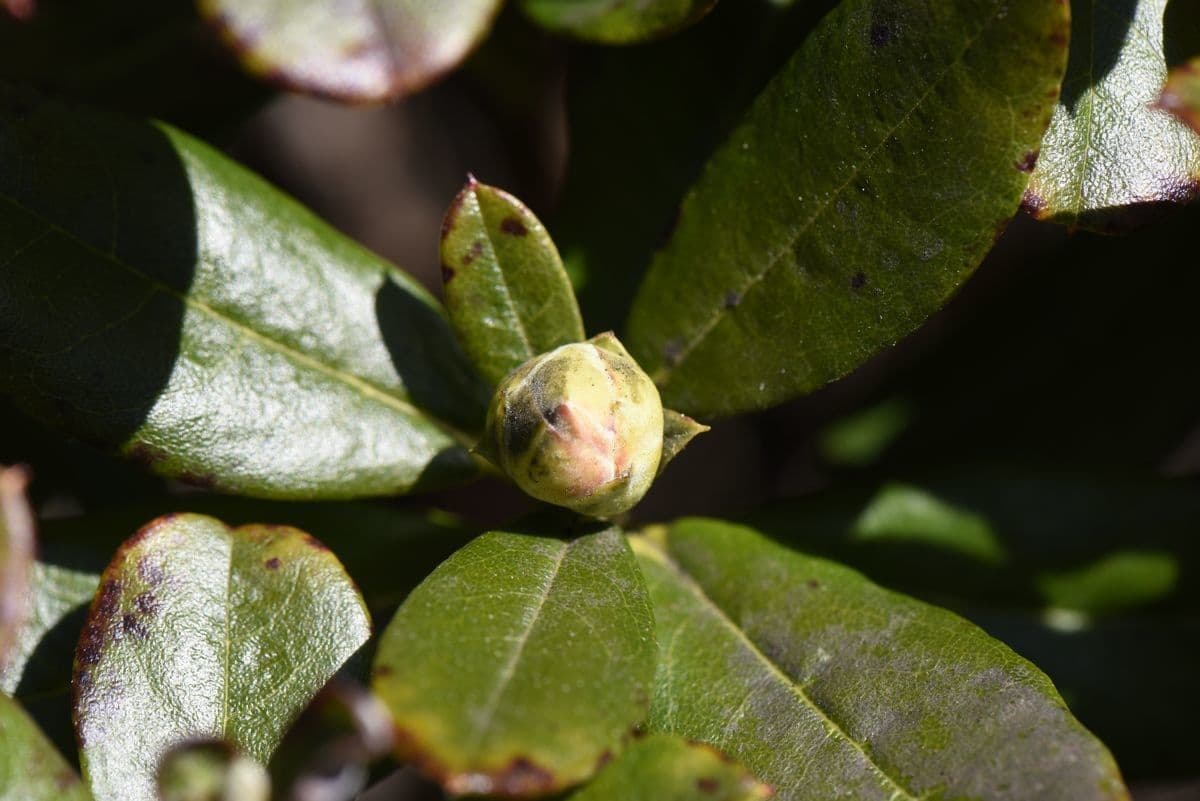 Rododendro 11