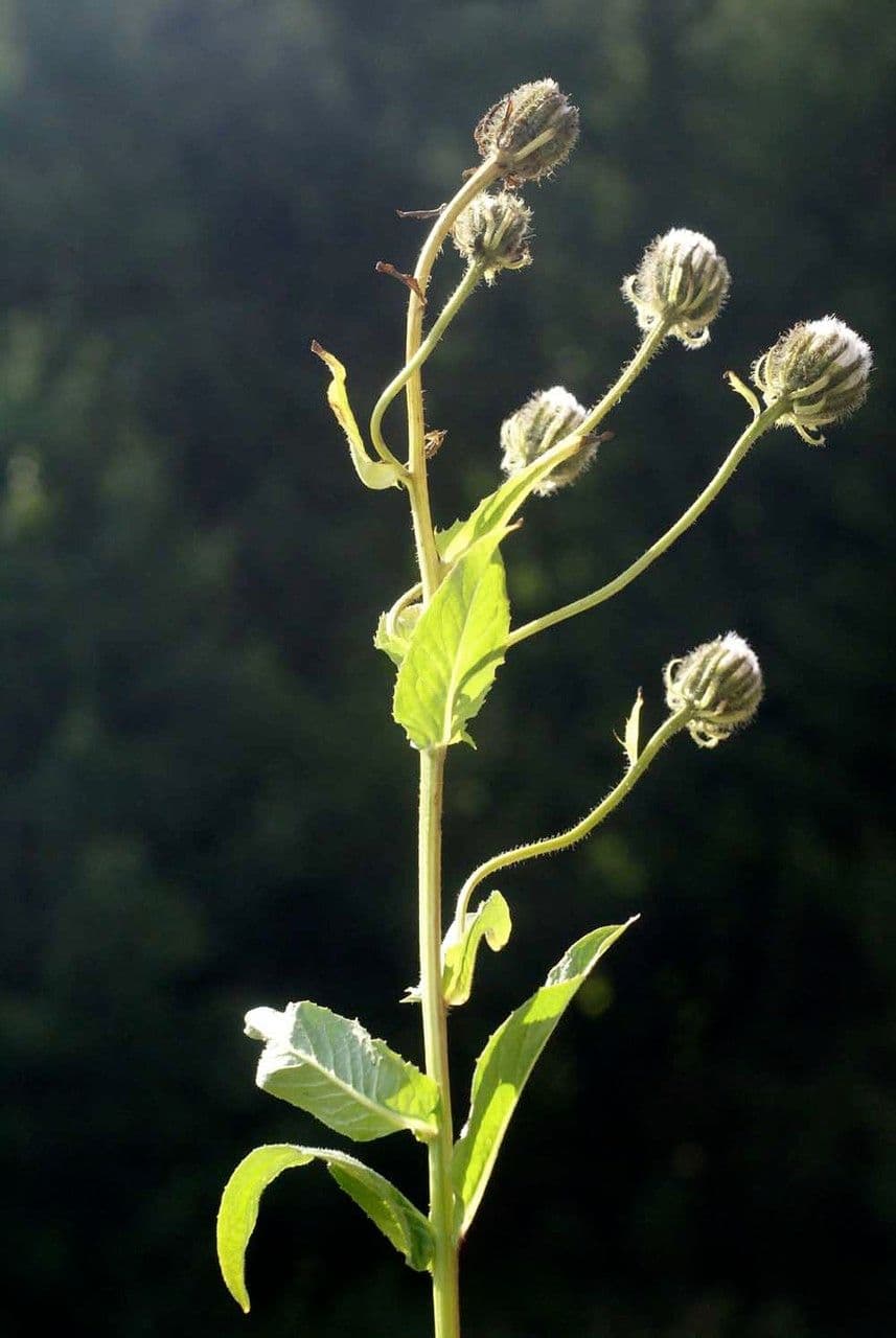 Crepis conyzifolia 30