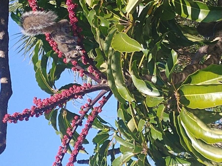 Schefflera 5