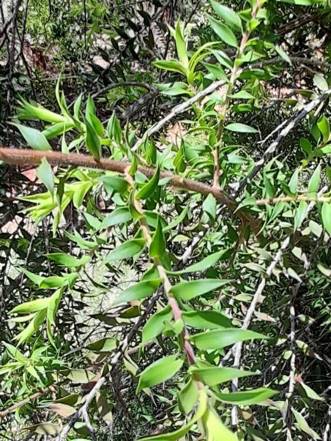 Melaleuca styphelioides 10
