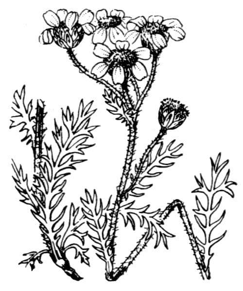 Achillea atrata 17