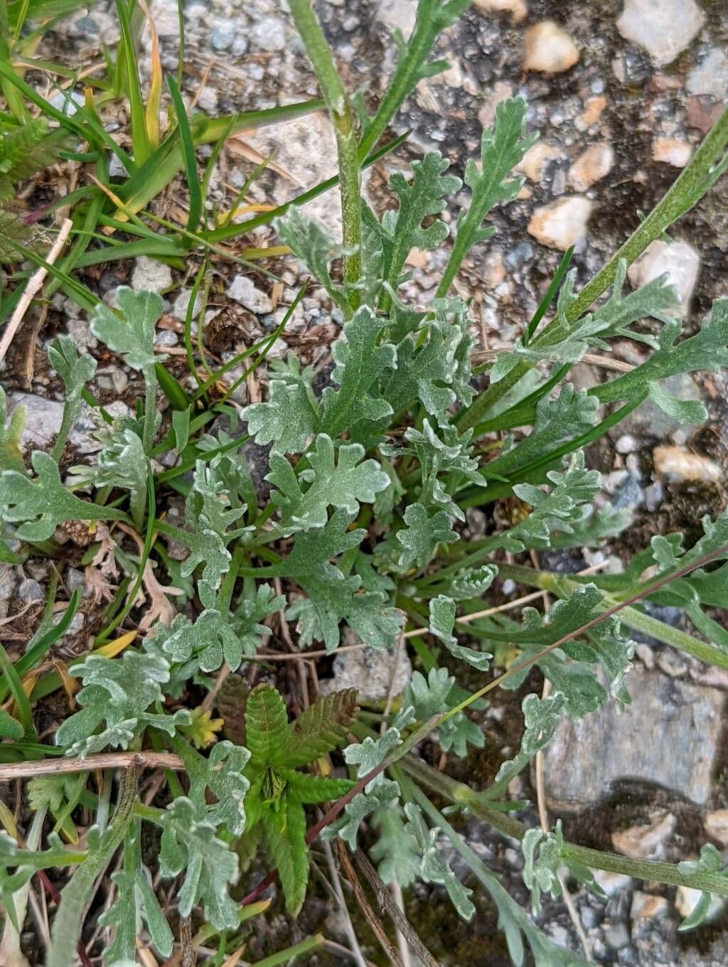 Achillea clavennae 23