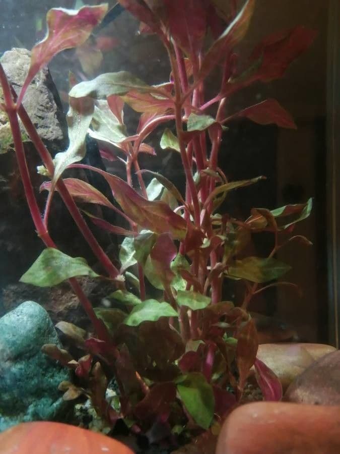 Alternanthera reineckii 2
