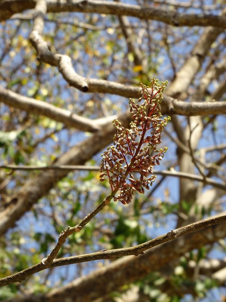 Piscidia carthagenensis 2