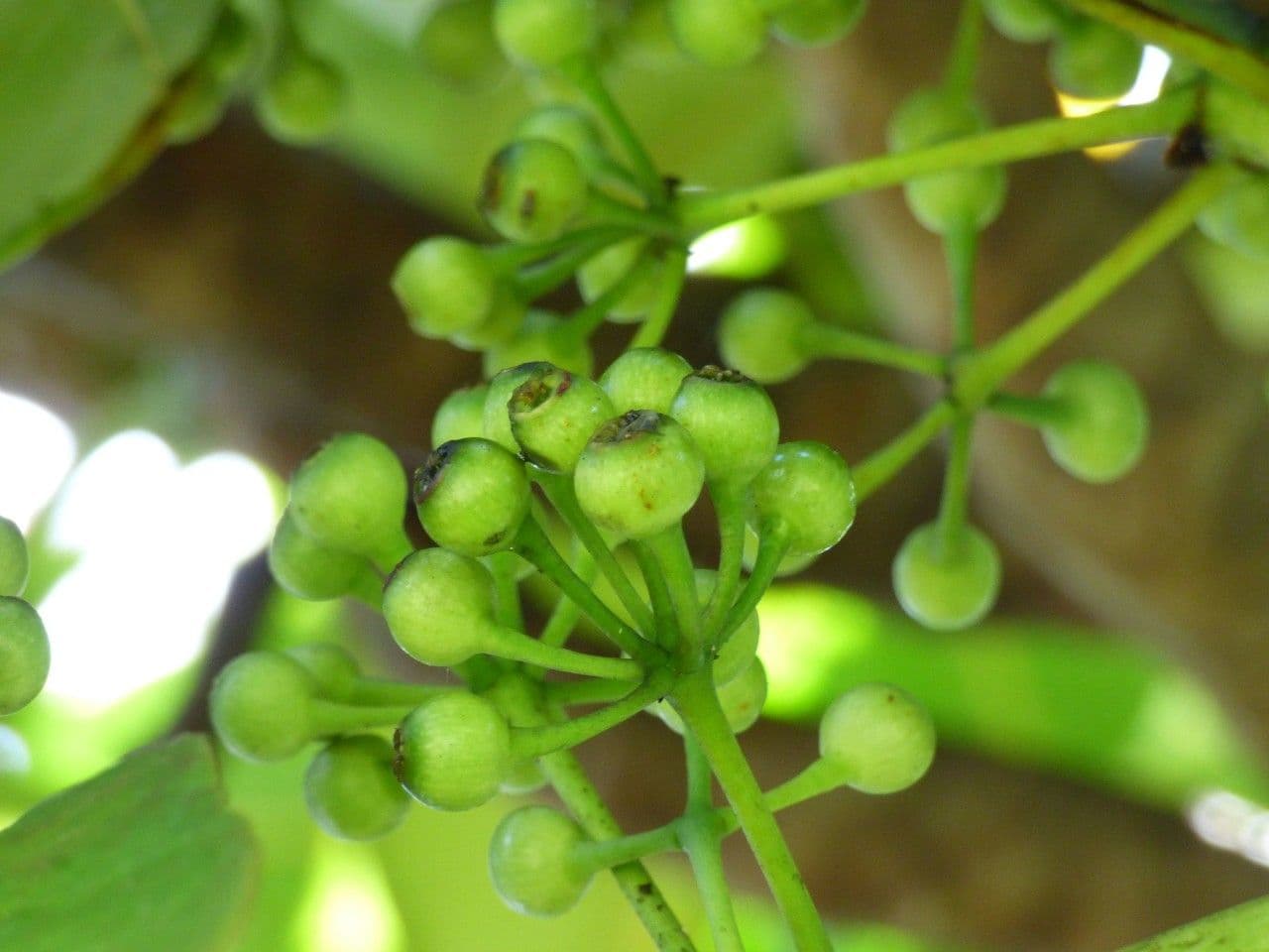 Polyscias 4