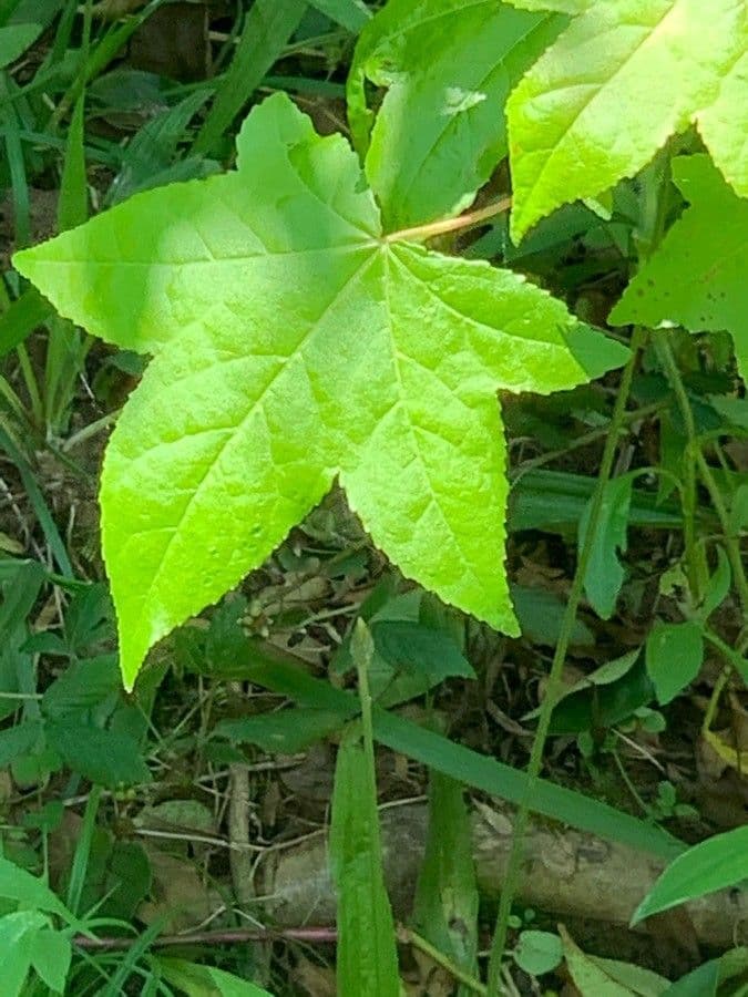 Liquidambar 20