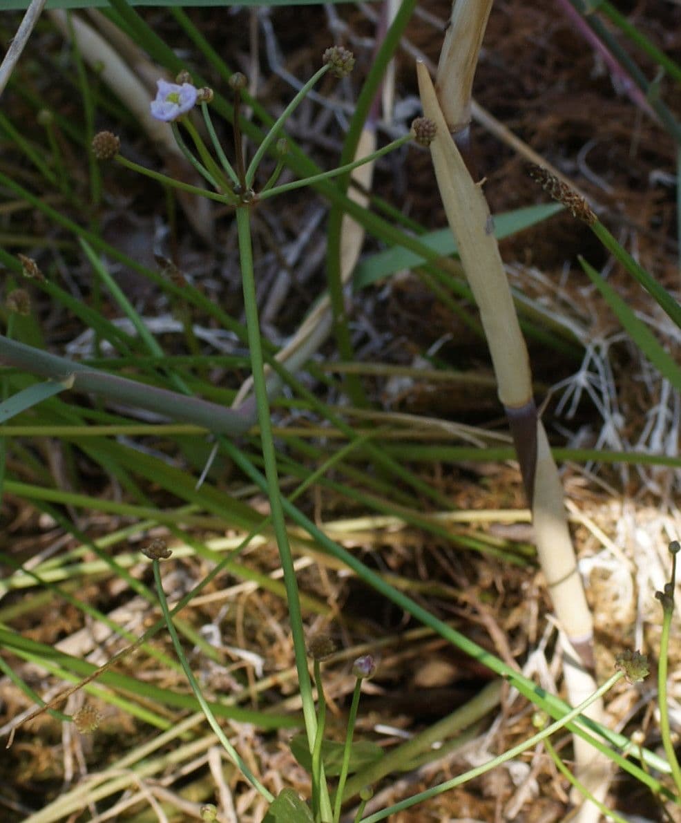 Alisma lancéolé 14