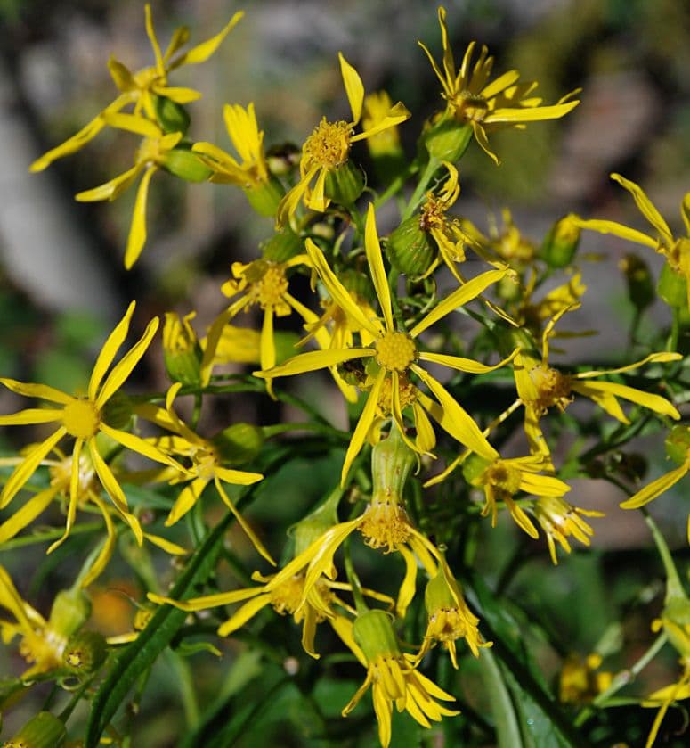 Senecio alto 4
