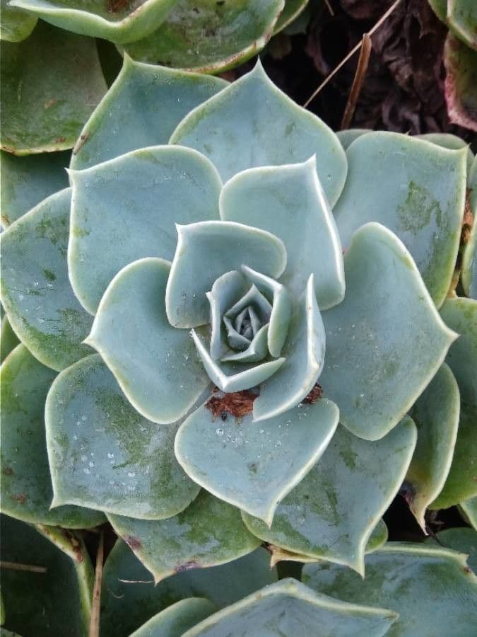 Echeveria secunda 17