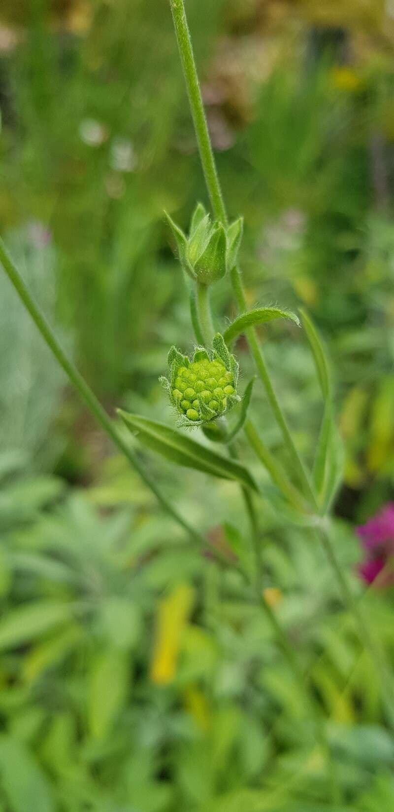 Knautia 20