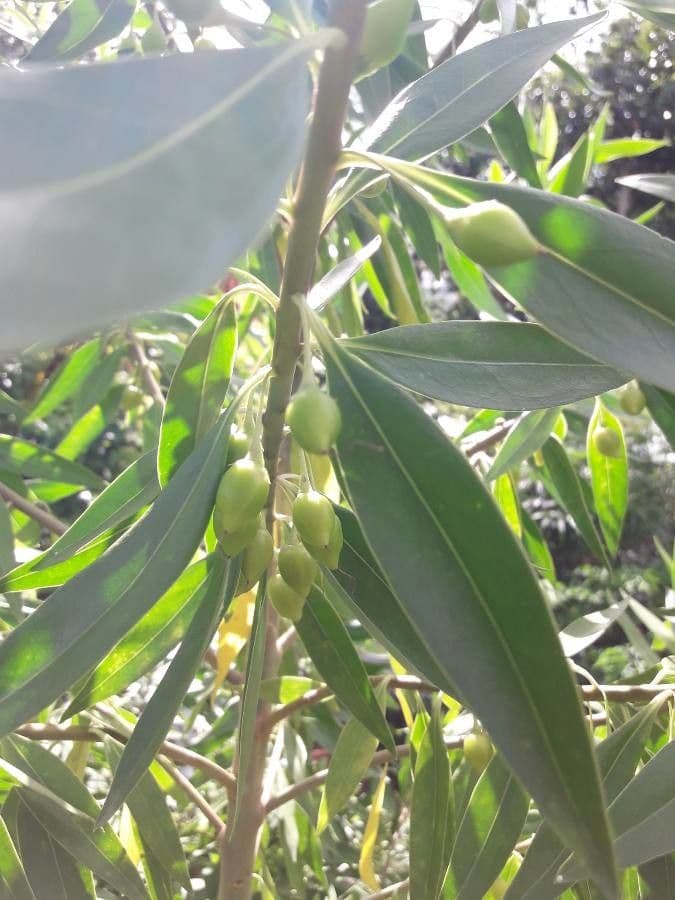Bontia