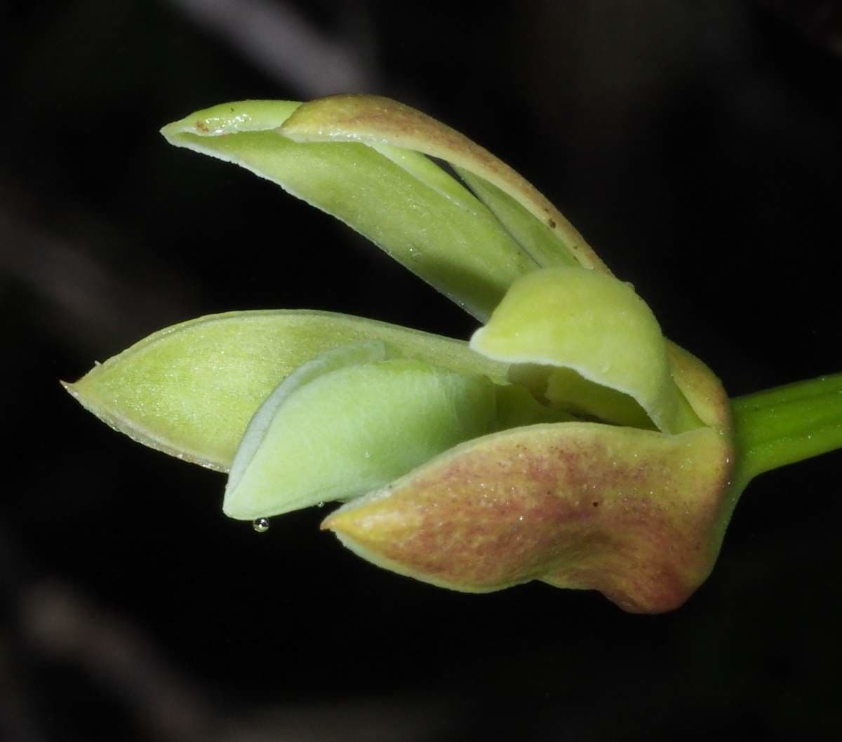 Dendrobium 3