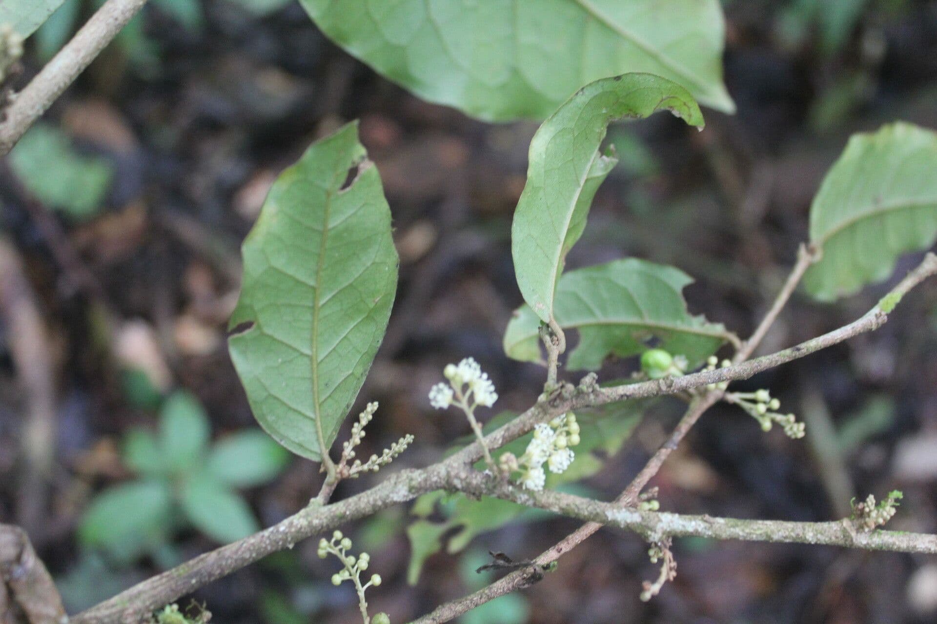 Croton 8