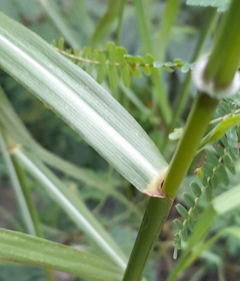 Bothriochloa 10