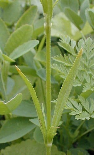 Silene antirrhinum 10
