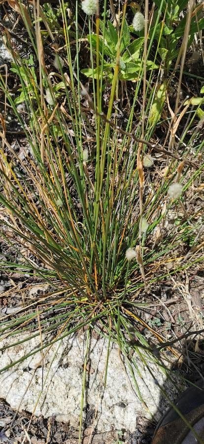 Festuca di Huon 12