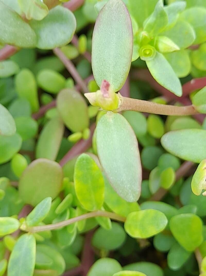 Porcellana 18
