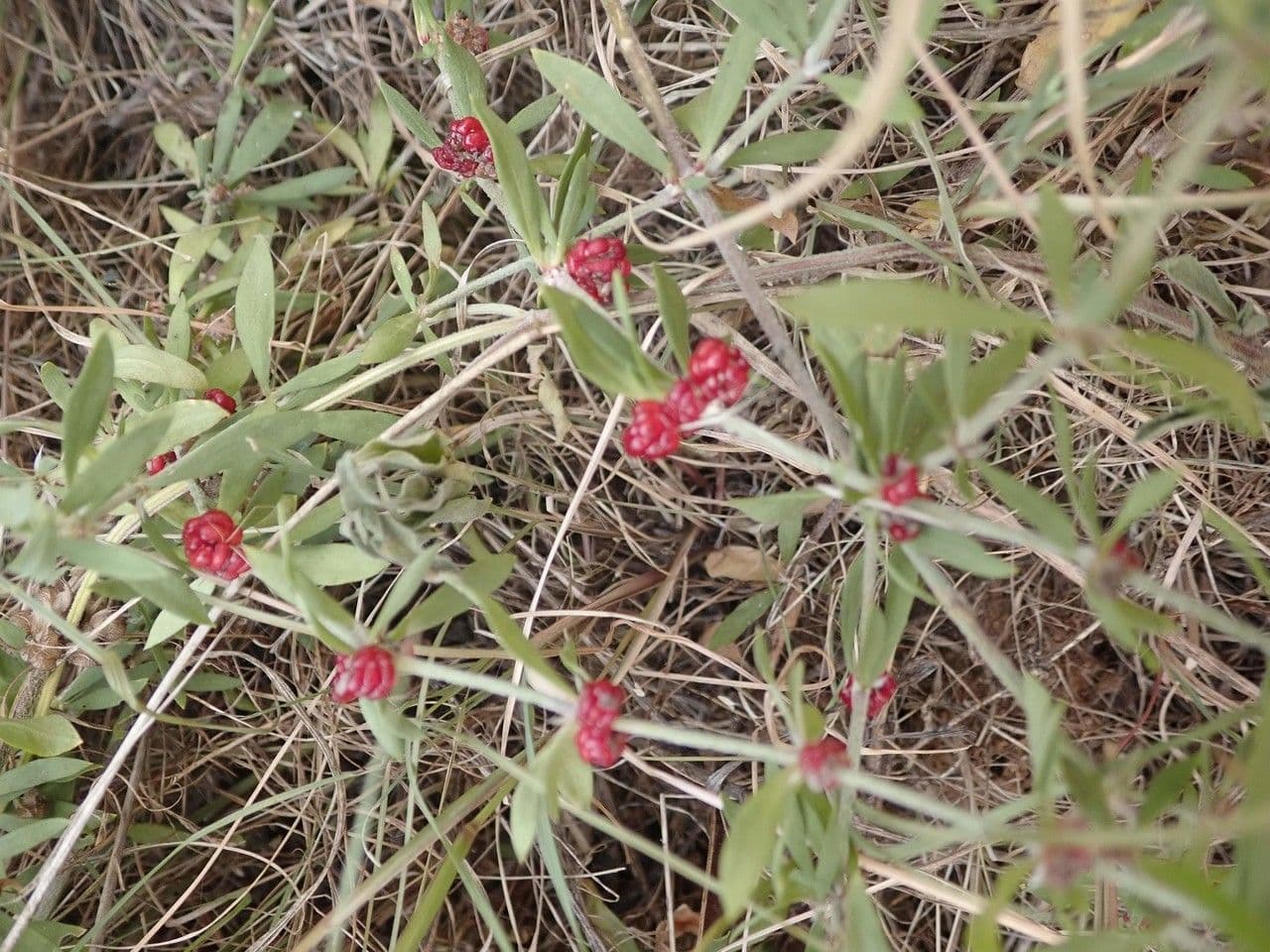 Pollichia campestris 11
