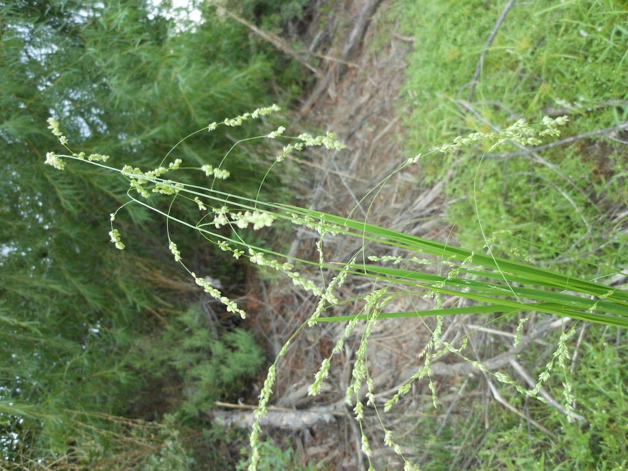 Steinchisma