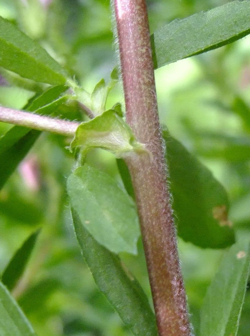 Ononide spinosa 22