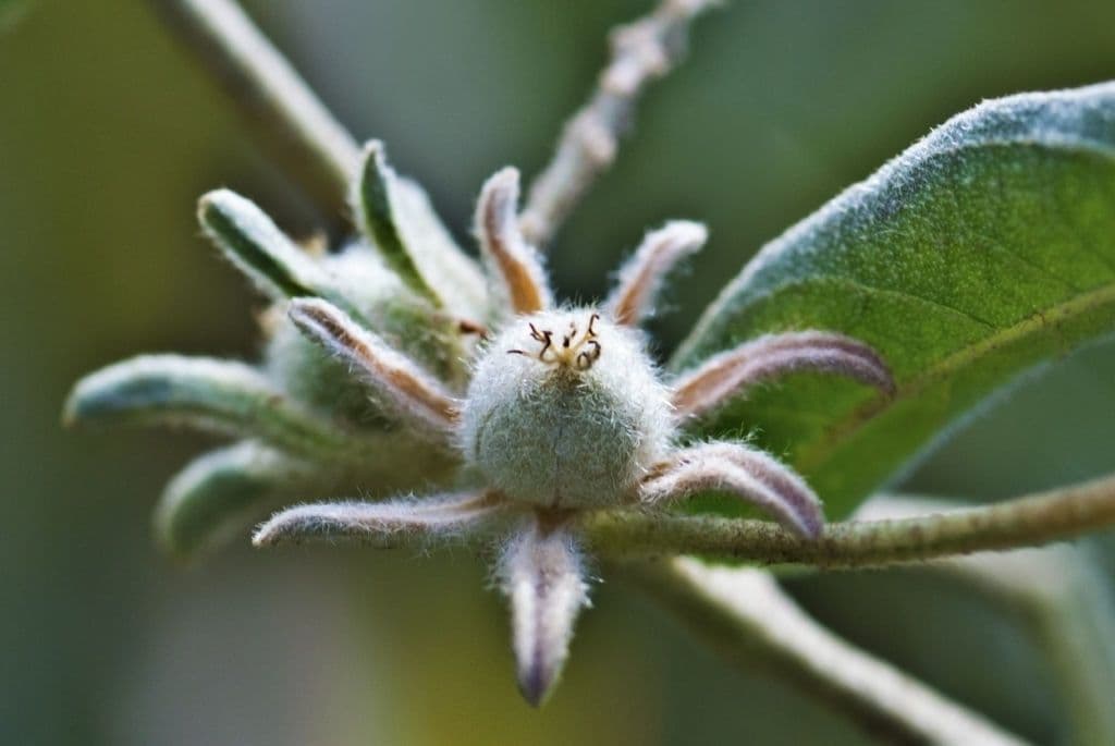 Croton capitatus