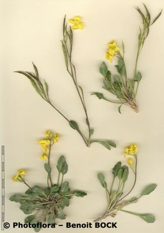 Brassica repanda 24
