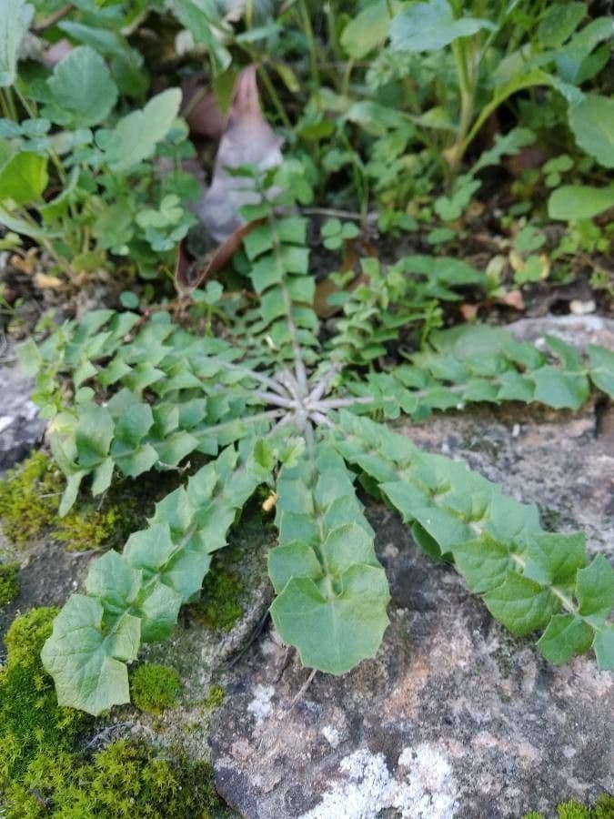 Hyoseris radiata 18