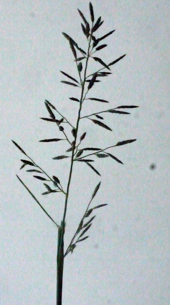 Eragrostis di Barrelier 23