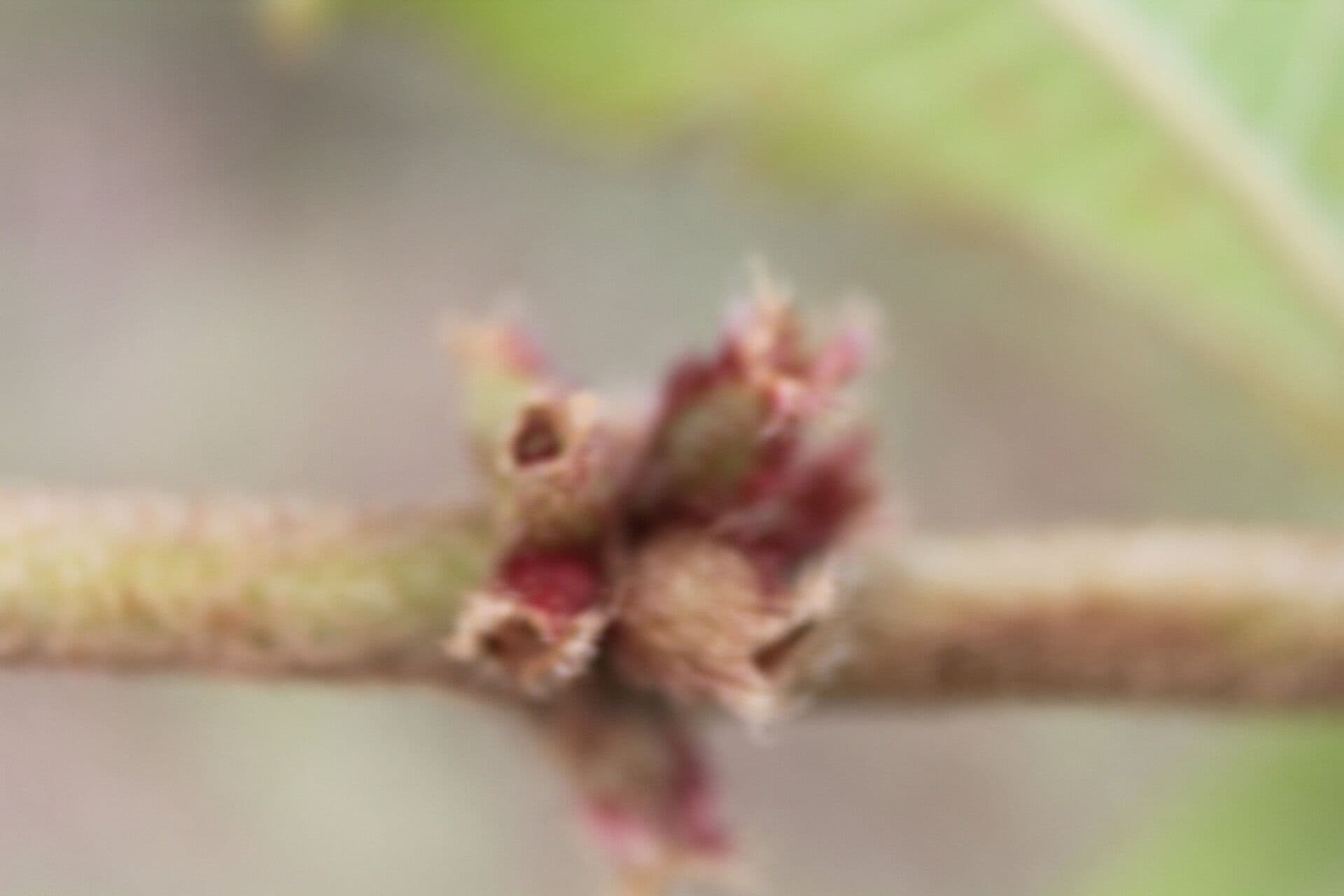 Miconia sericea