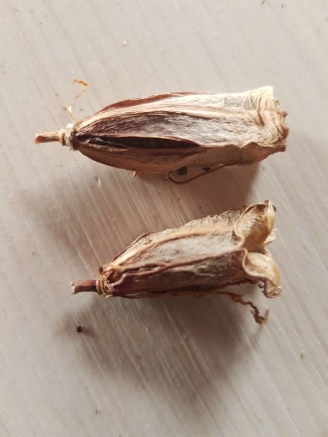 Vilucchiello delle siepi 23