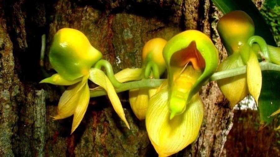 Catasetum maculato 10
