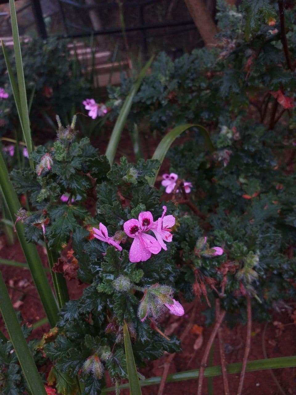 Eichenblättrige Pelargonie