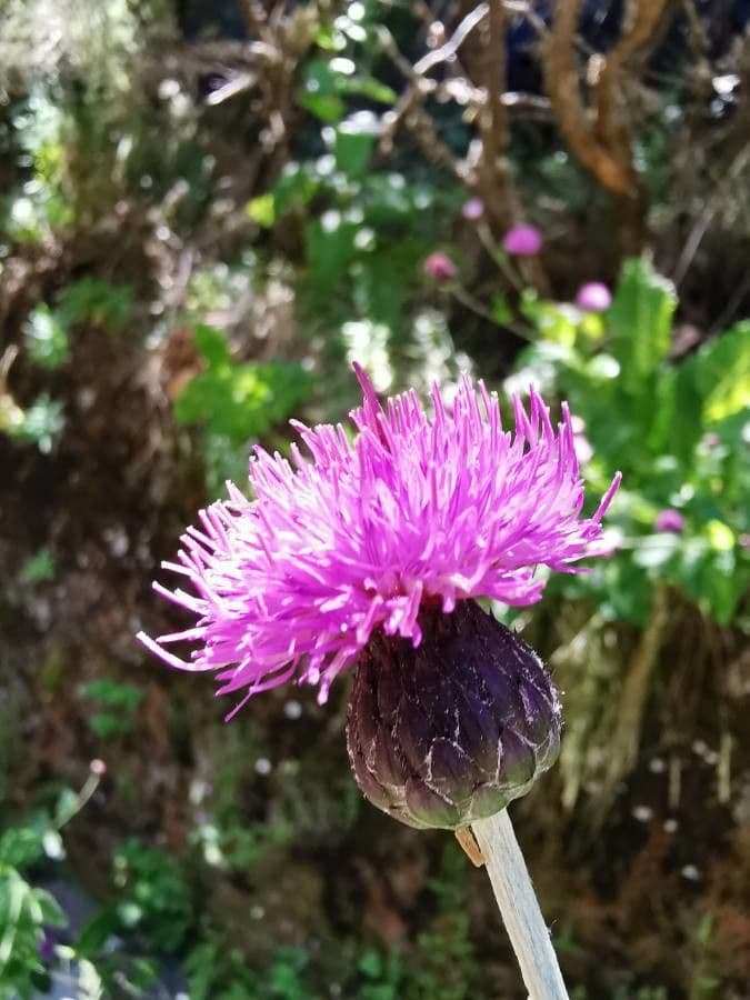 Breitblättrige Distel 2
