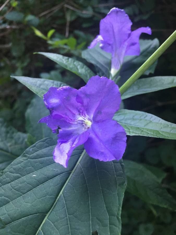 Ruellia 2